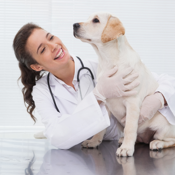 Veterinarian staffing